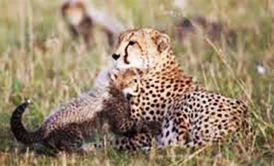 Harbour Rights Secures Multiple Asian Deals Across Wildlife, Science And Factual Genres